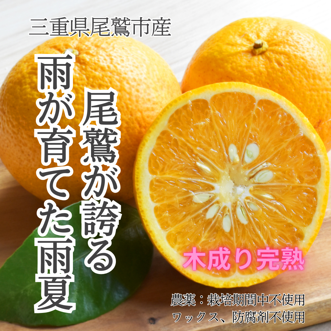 栽培期間中：農薬不使用】尾鷲の木成り完熟雨夏（甘夏）5kg ｜ 果物
