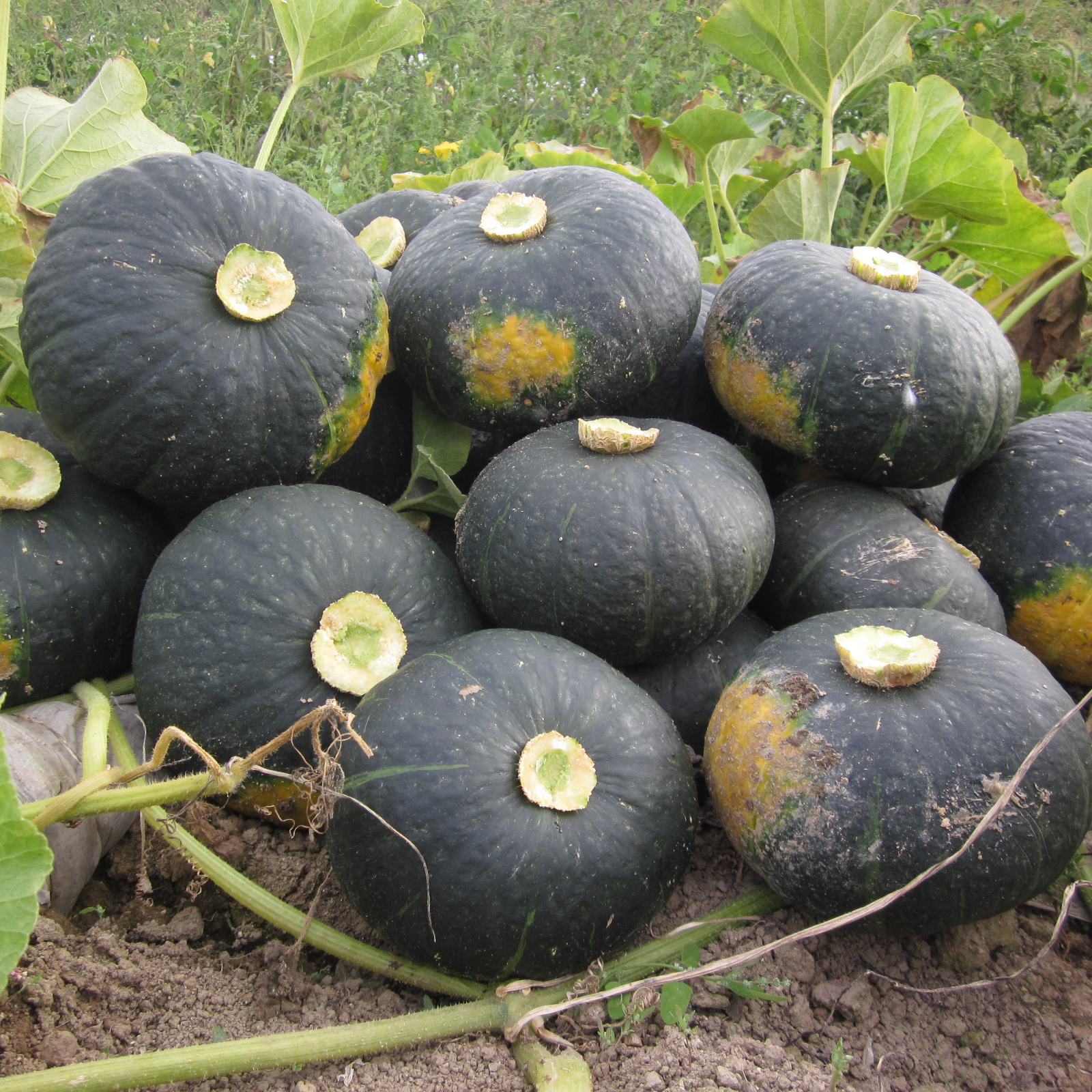 北海道産】甘くてホクホクな南瓜 ほろほろ7キロ ｜ 野菜/かぼちゃ 産直