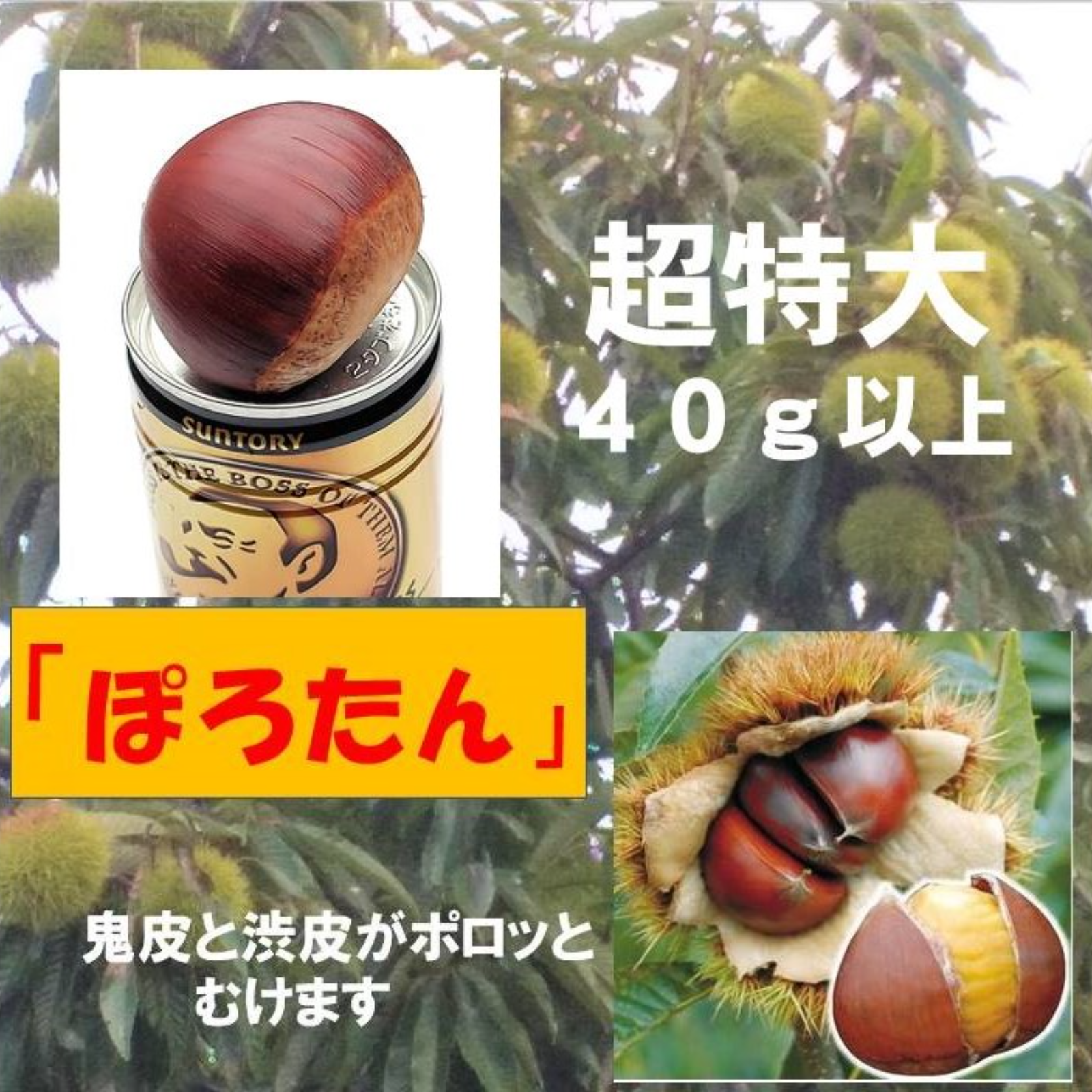 栗 ぽろたん 超特大1kg 1粒40g以上の逸品 氷温貯蔵で糖度2倍以上