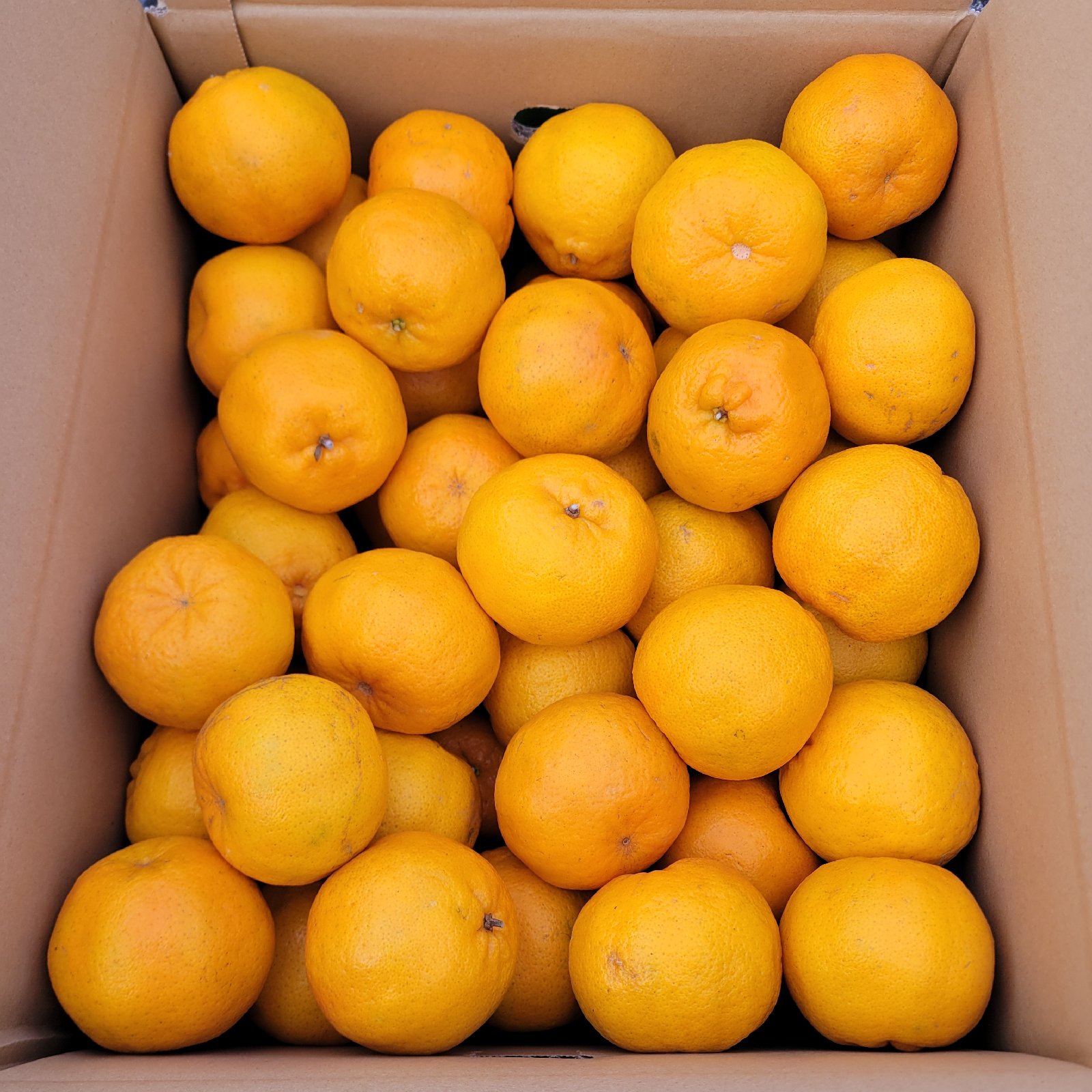 家庭用】屋久島名産ぽんかん10キロ | 果物/オレンジ・その他みかん