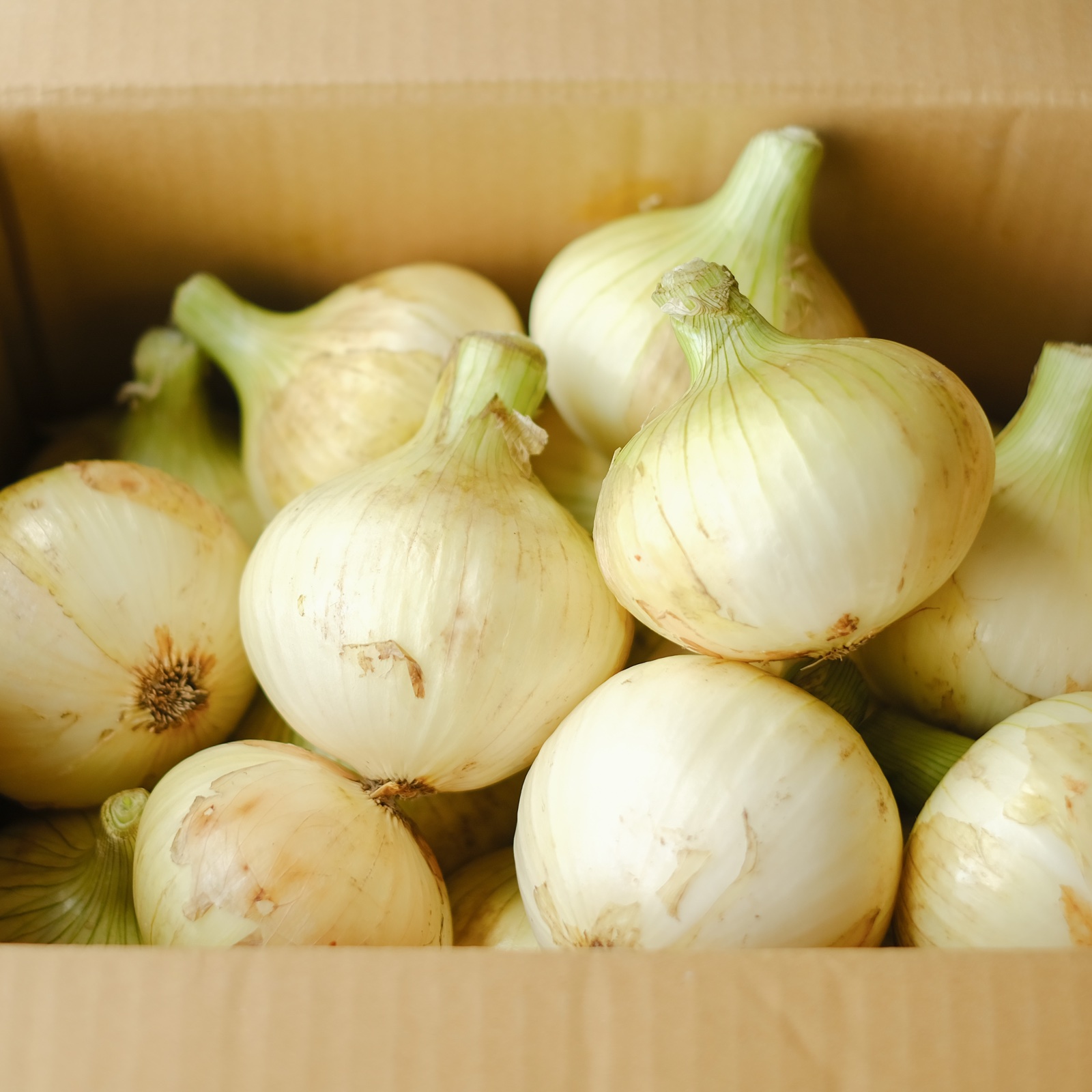 早割り】淡路島 新玉ねぎ スイートオニオン 2.5kg ｜ 野菜/玉ねぎ 産直