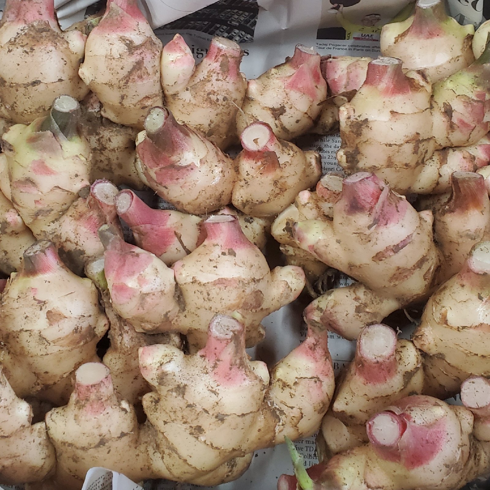 土付き新生姜と親生姜の詰め合わせ2kg ｜ 野菜/薬味 産直アウル 農家