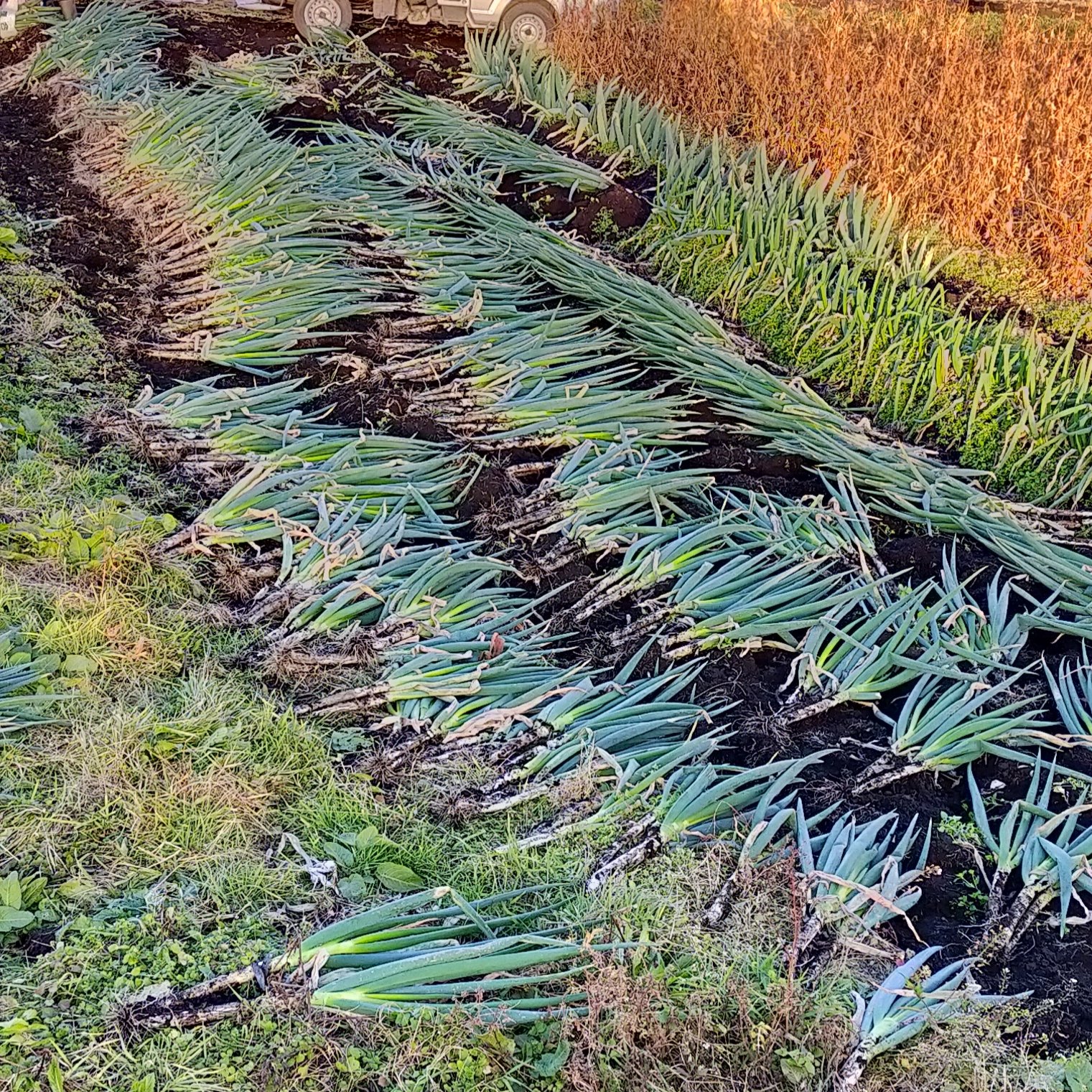 長ネギ（青森県十和田市） | 野菜/ねぎ 産直アウル 農家から直接野菜