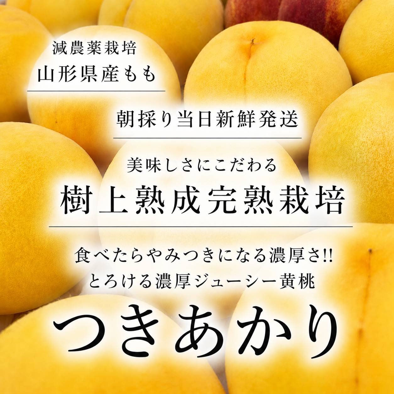 とろける濃厚さに感動 白桃に負けない濃厚ジューシーな桃“つきあかり