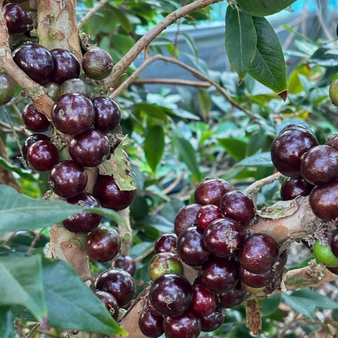 希少果実濃厚な甘み【ジャボチカバ】生でお届けします！ | 果物/その他
