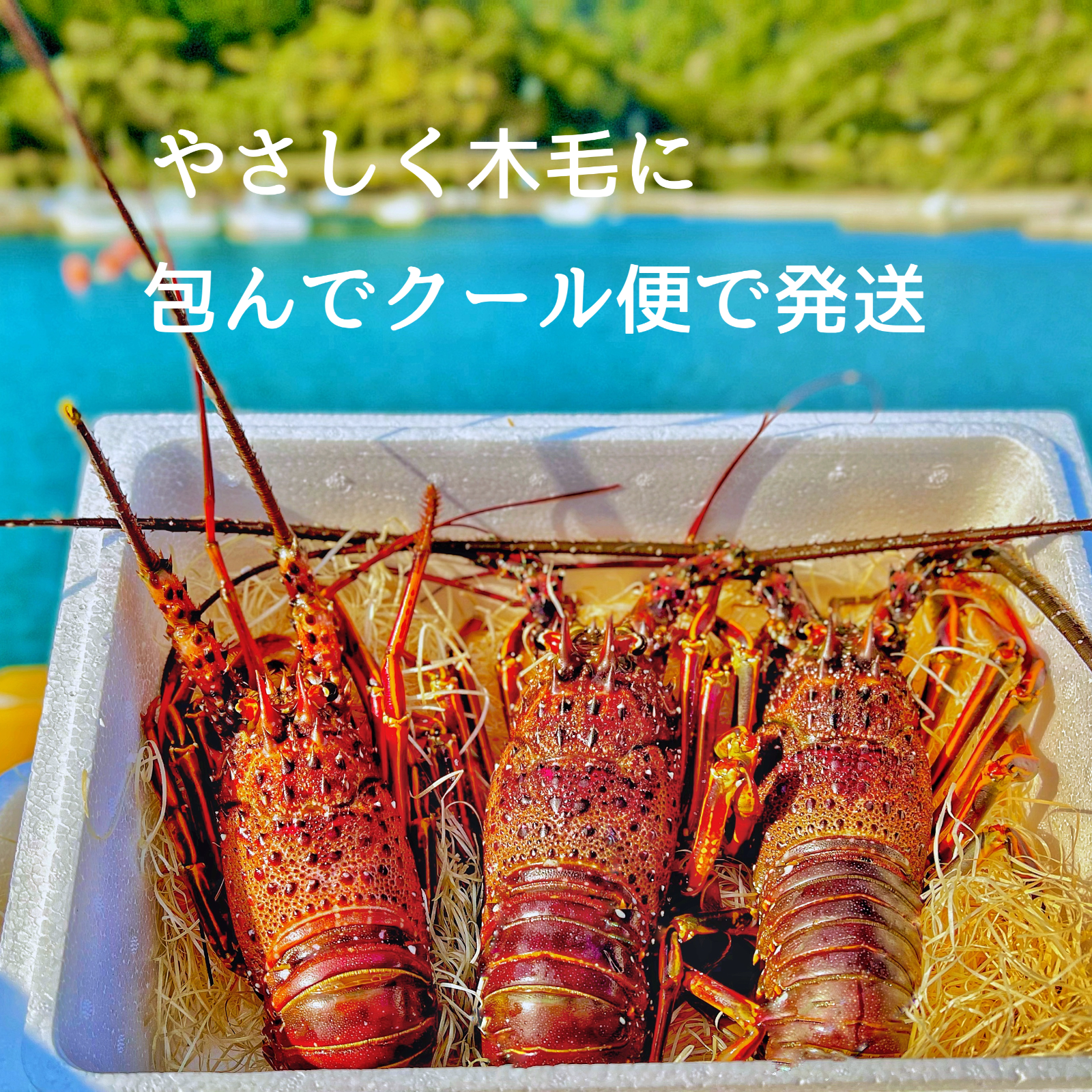 超特大サイズ！伊勢エビ！1匹 900g前後 | 魚介類/エビ 産直アウル