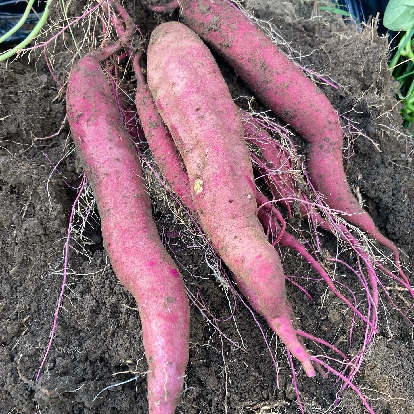 新品種【あまはづき】2kg訳あり ｜ 野菜/さつまいも 産直アウル 農家