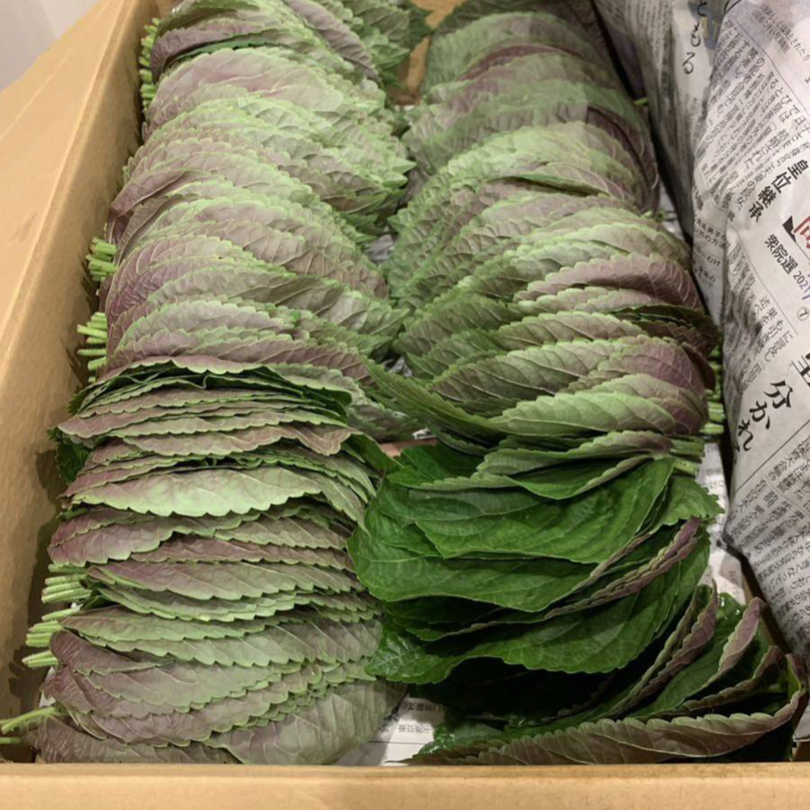 ハウス栽培】韓国種使用 エゴマの葉 500枚 ｜ 野菜/その他野菜 産直