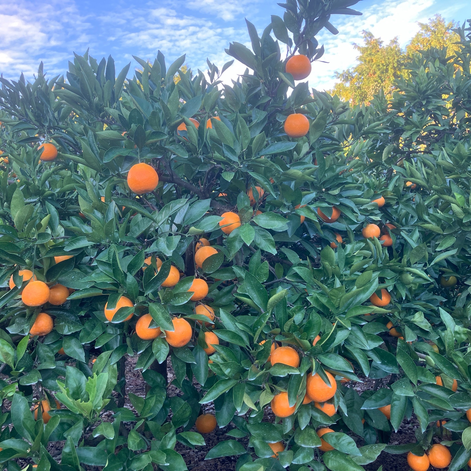 みかん山のゆら早生みかん ｜ 果物/温州みかん 産直アウル 農家・漁師