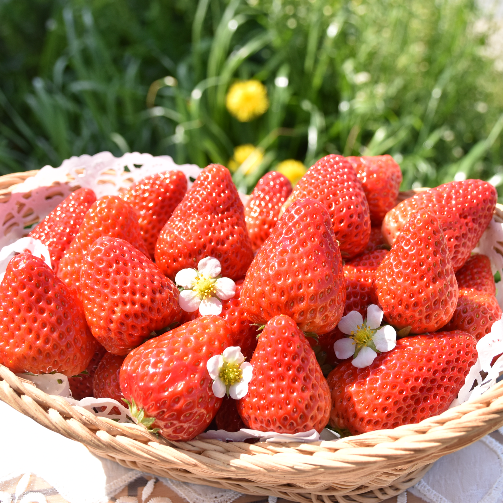 紅ほっぺ MIX 750g ｜ 果物/いちご 産直アウル 農家・漁師など生産者