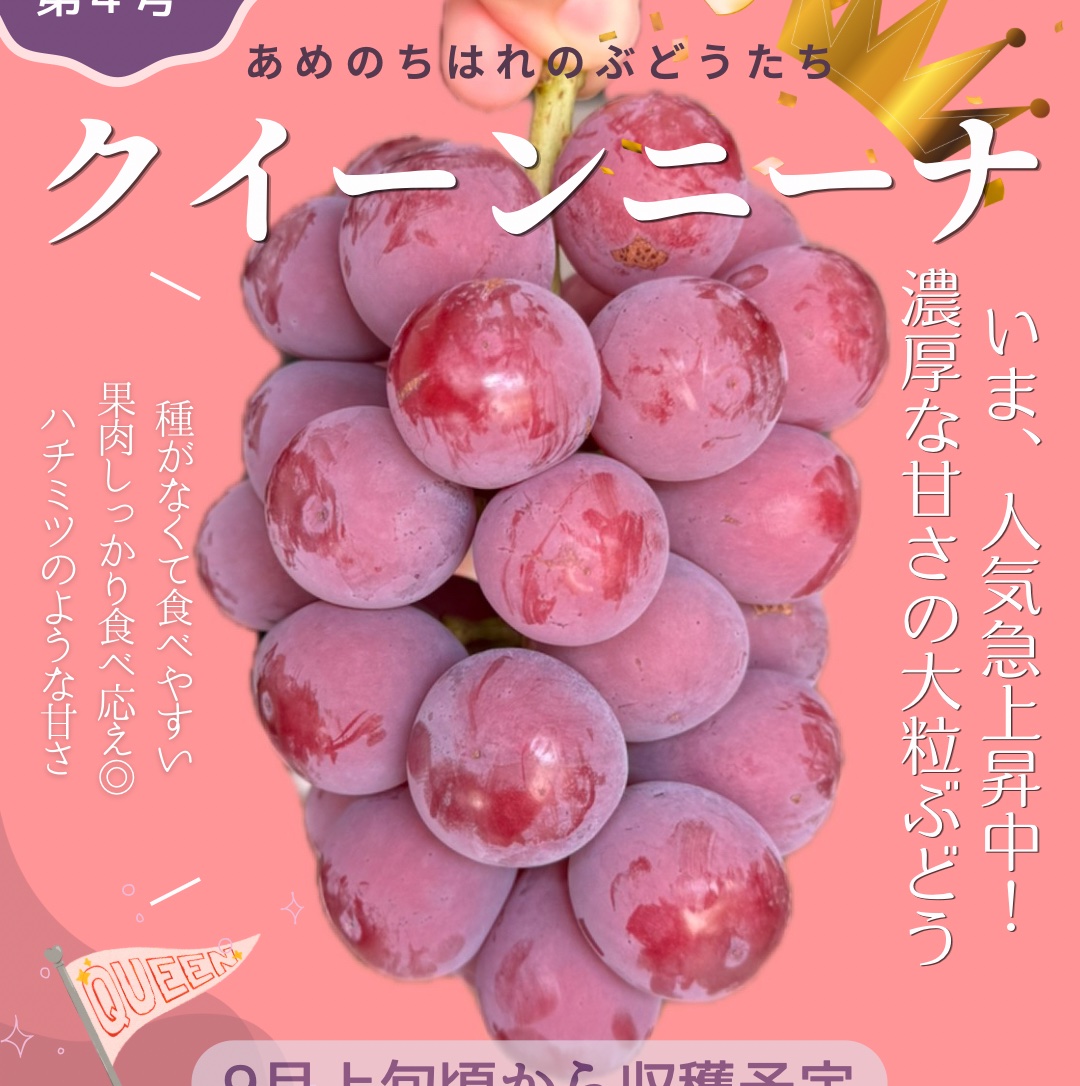朝どれ新鮮】クイーンニーナとシャインマスカットの人気セット ｜ 果物