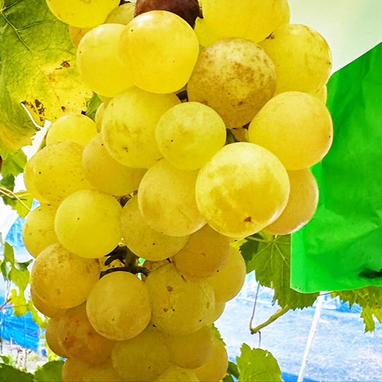 訳あり】岡山県産瀬戸ジャイアンツ（約1.3kg、3～4房） | 果物/ぶどう