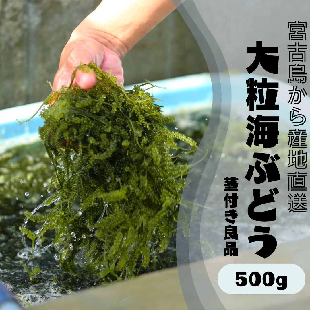 海ぶどう様。専用 ❤海ぶどう様専用❤2月15日午前 海ブドウ 【業務用食材