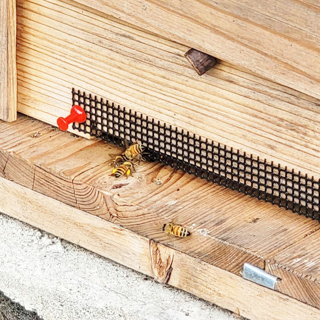 非加熱 生はちみつ 岡山百花蜜 500g×2本［神の使いHoney］ ｜ はちみつ