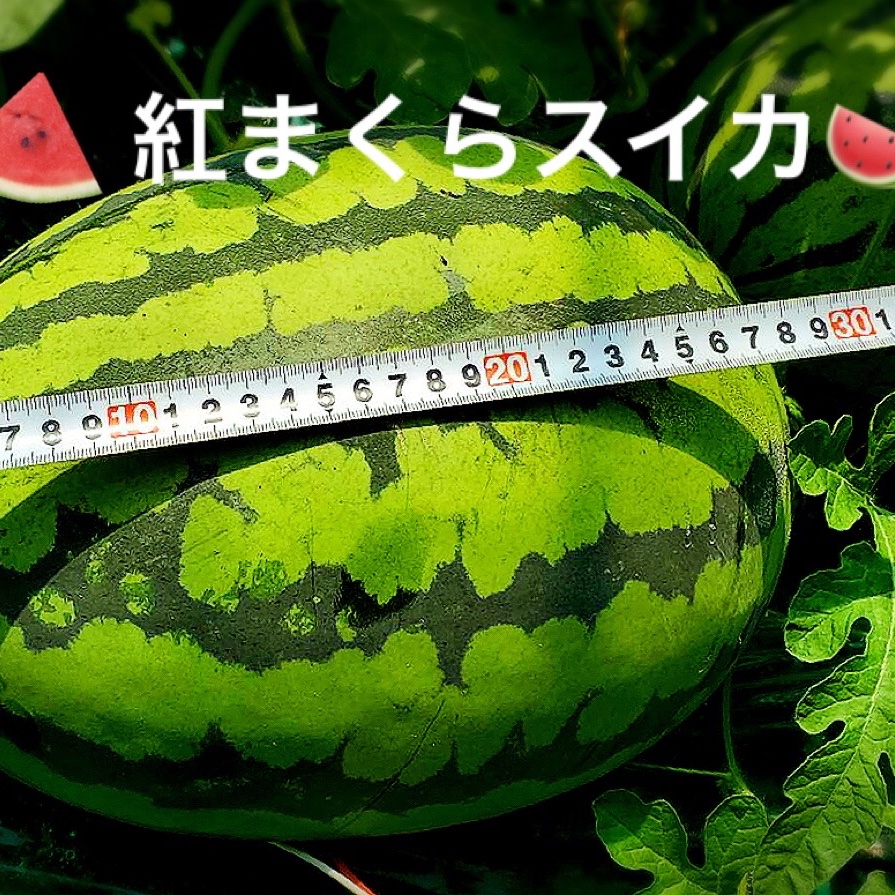 f10f2c4ec8b042c462b2a0cf6faab3