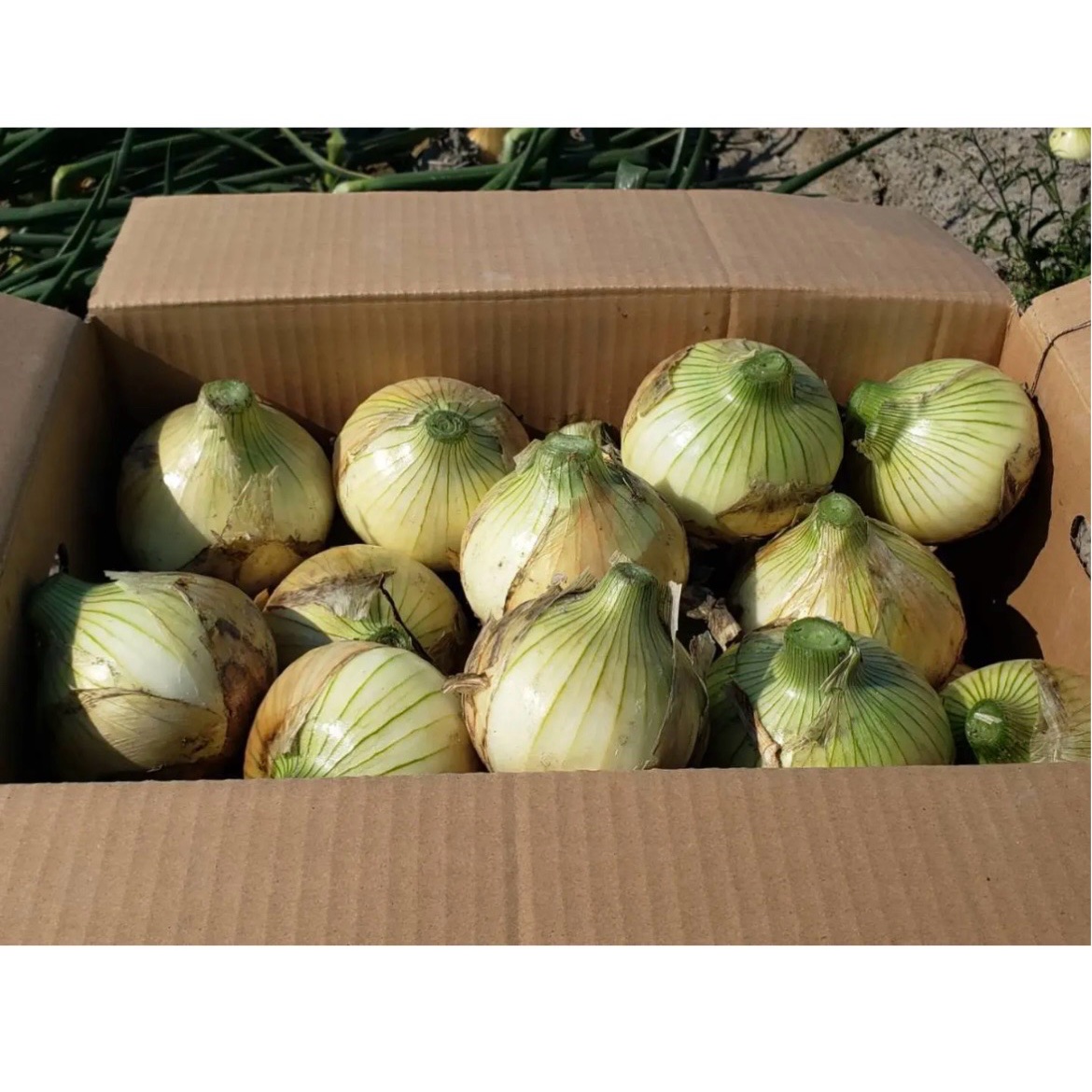 訳あり】淡路島玉ねぎ20キロ ｜ 野菜/玉ねぎ 産直アウル 農家・漁師