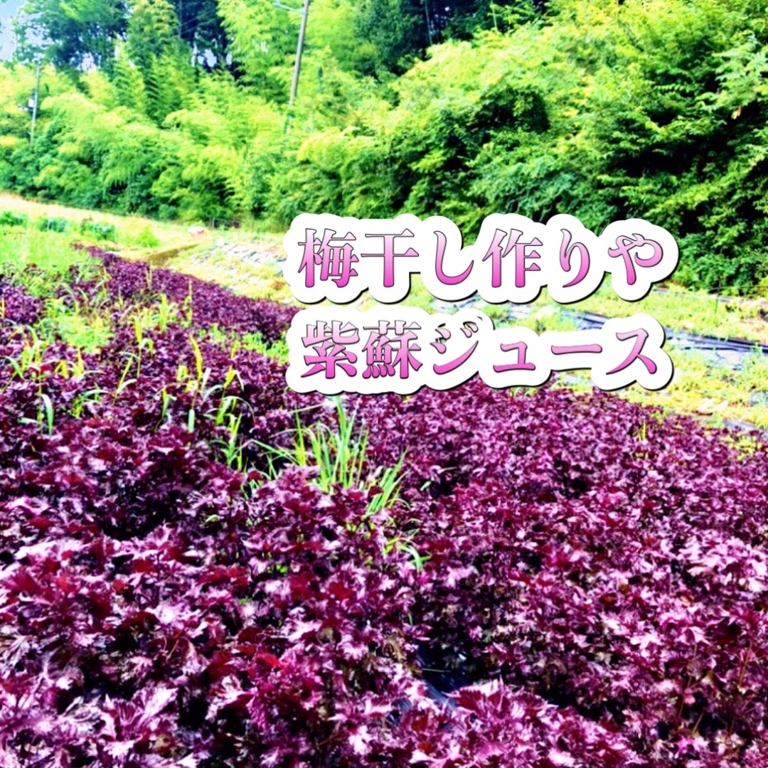 赤紫蘇（アカシソ）農薬不使用（無農薬）栽培 ３kg （枝付き） 7月予約販売】3kg✨農薬不使用の赤紫蘇！3キロ以上入るだけお
