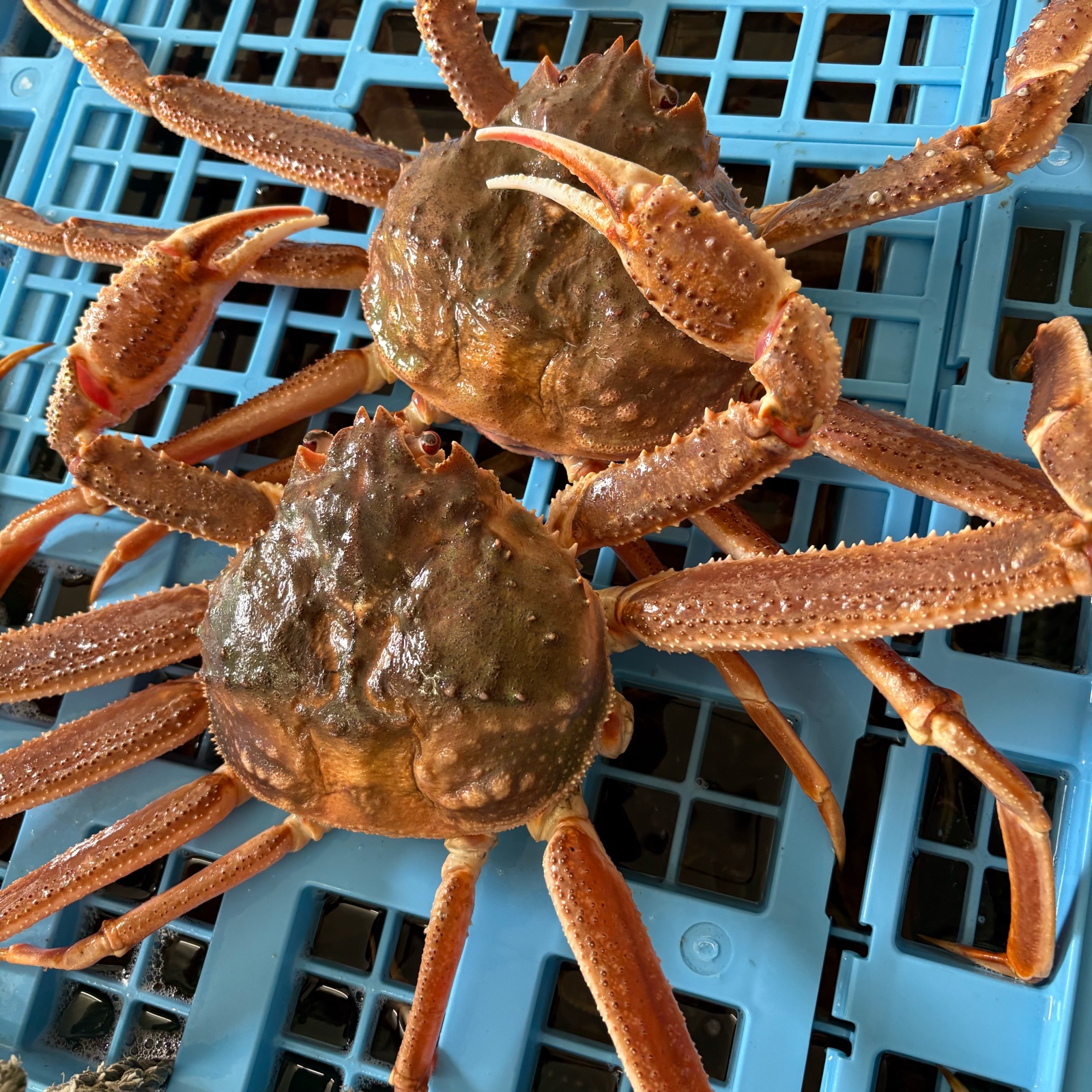 北海道産天然訳ありオオズワイガニ大サイズ2杯 ｜ 魚介類/カニ 産直