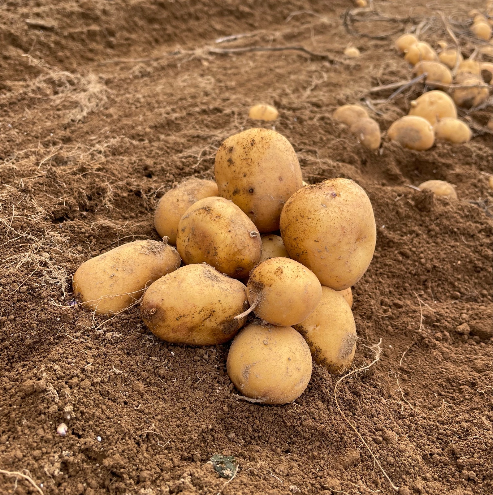 まちゃこ　インカのめざめ　10キロ 無農薬　　 農家直送　鹿児島産 インカのめざめの産地直送食材一覧（通販・お取り寄せ）-産直アウル