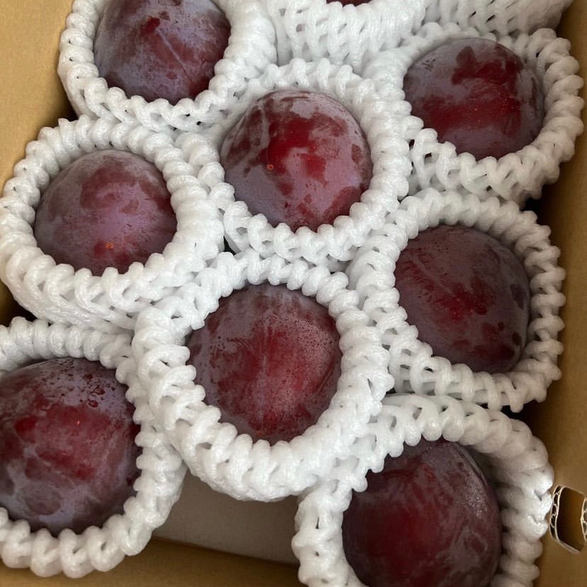 低農薬・化学肥料不使用のすもも『レッドビュート』9〜11個(約1kg