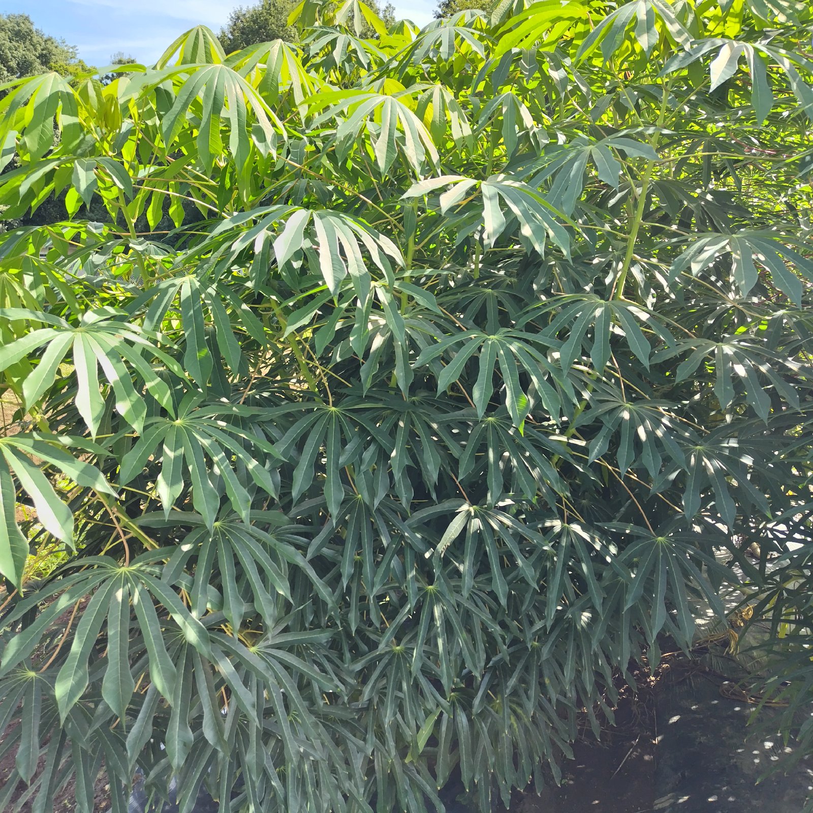 茨城県産 黄色キャッサバ mandioca yuca5kg | 野菜/その他野菜 産直