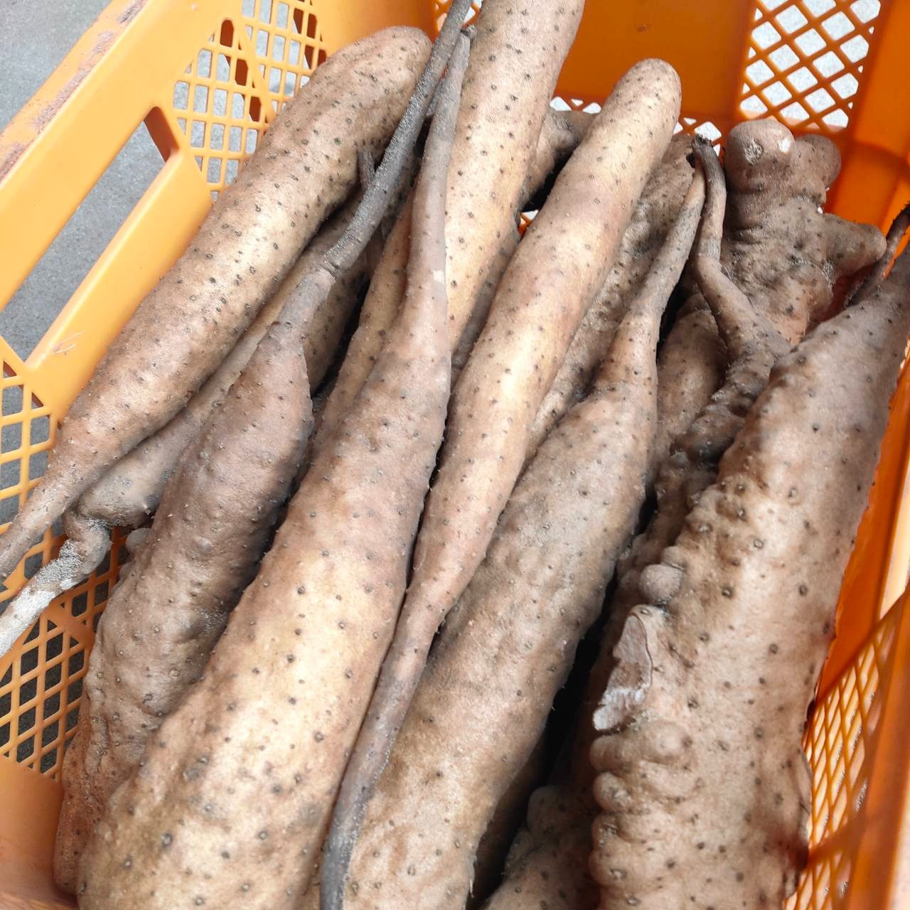 家庭用】ねばりっこ とりたて 10kg程度 長芋 とろろ ねばり 山芋 バラ