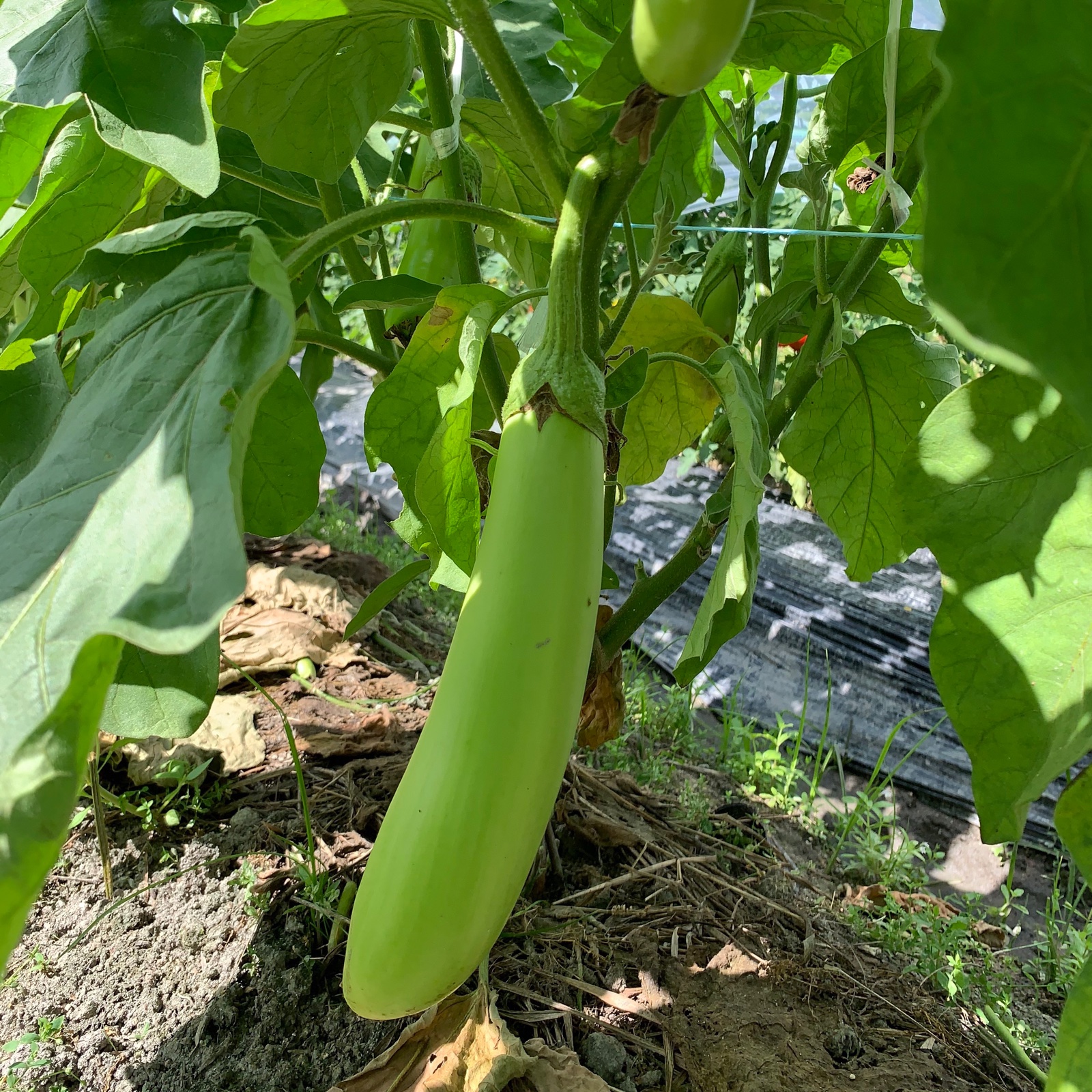 トロトロ食感！ 青茄子 農薬不使用 化学肥料不使用 箱込み2kg ｜ 野菜