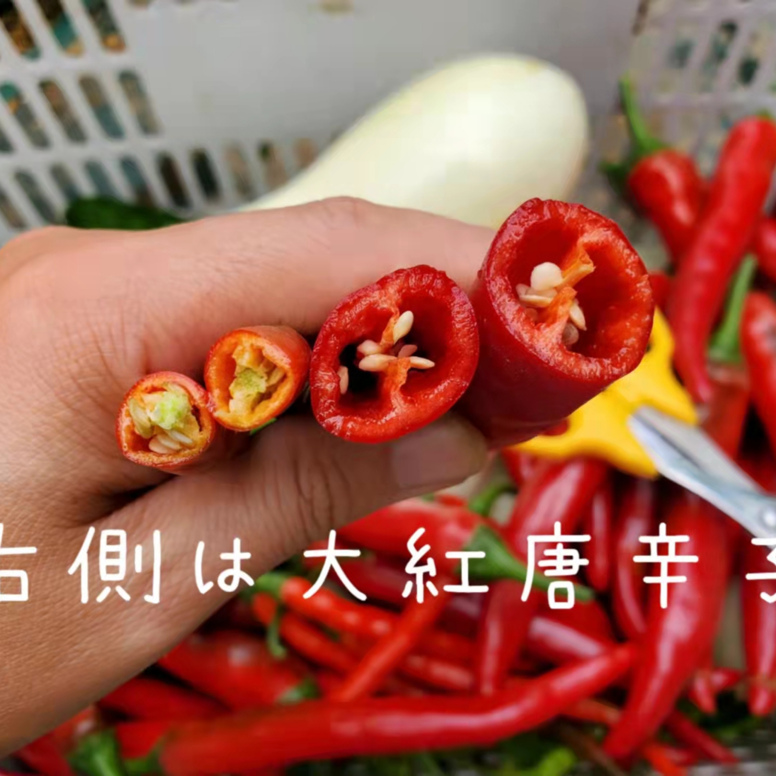 北海道 ハウス栽培 大紅とうがらし 14kg キムチ、漬物用 ｜ 野菜