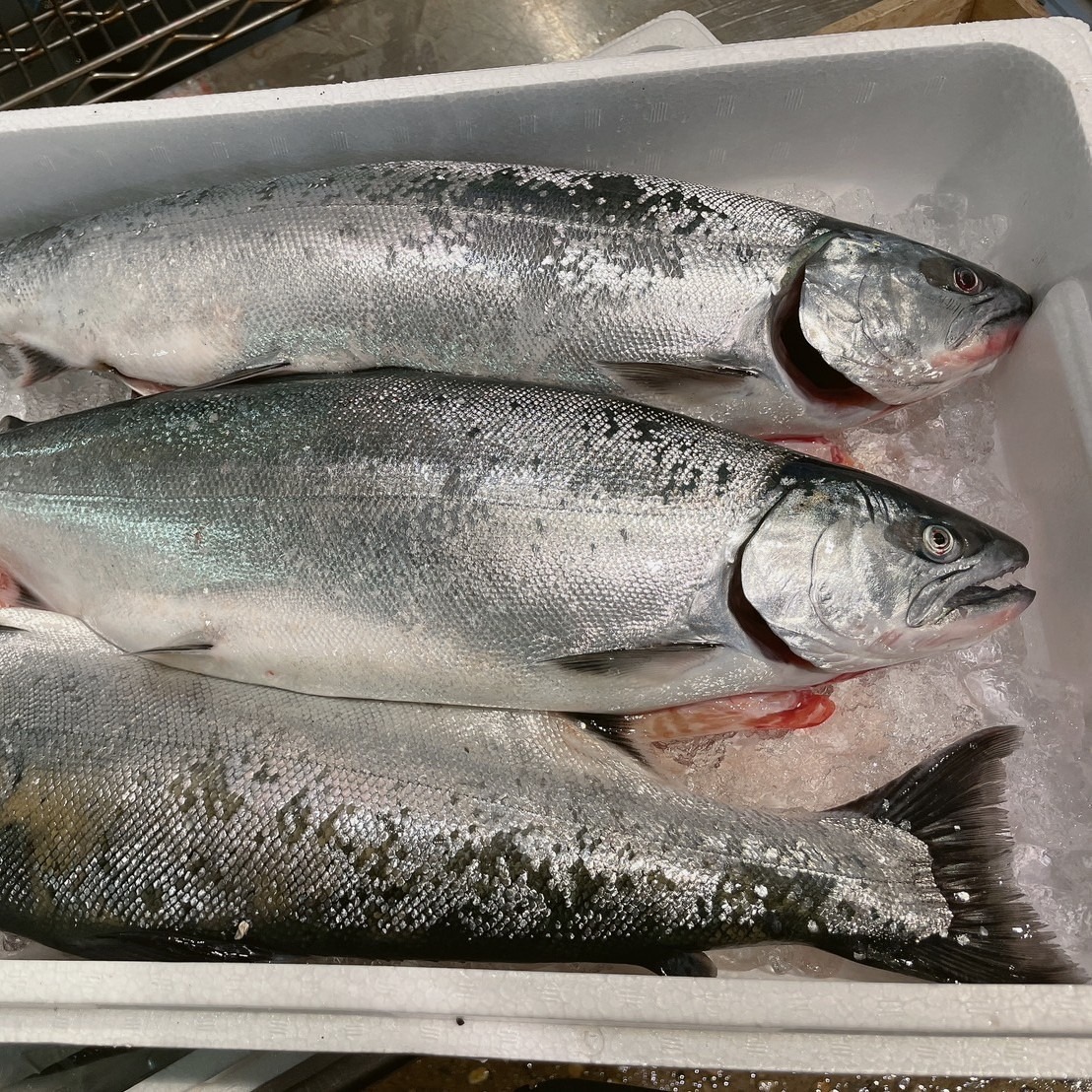 北海道北斗産】 天然 サクラマス 1本 （2kg～2.4kgサイズ