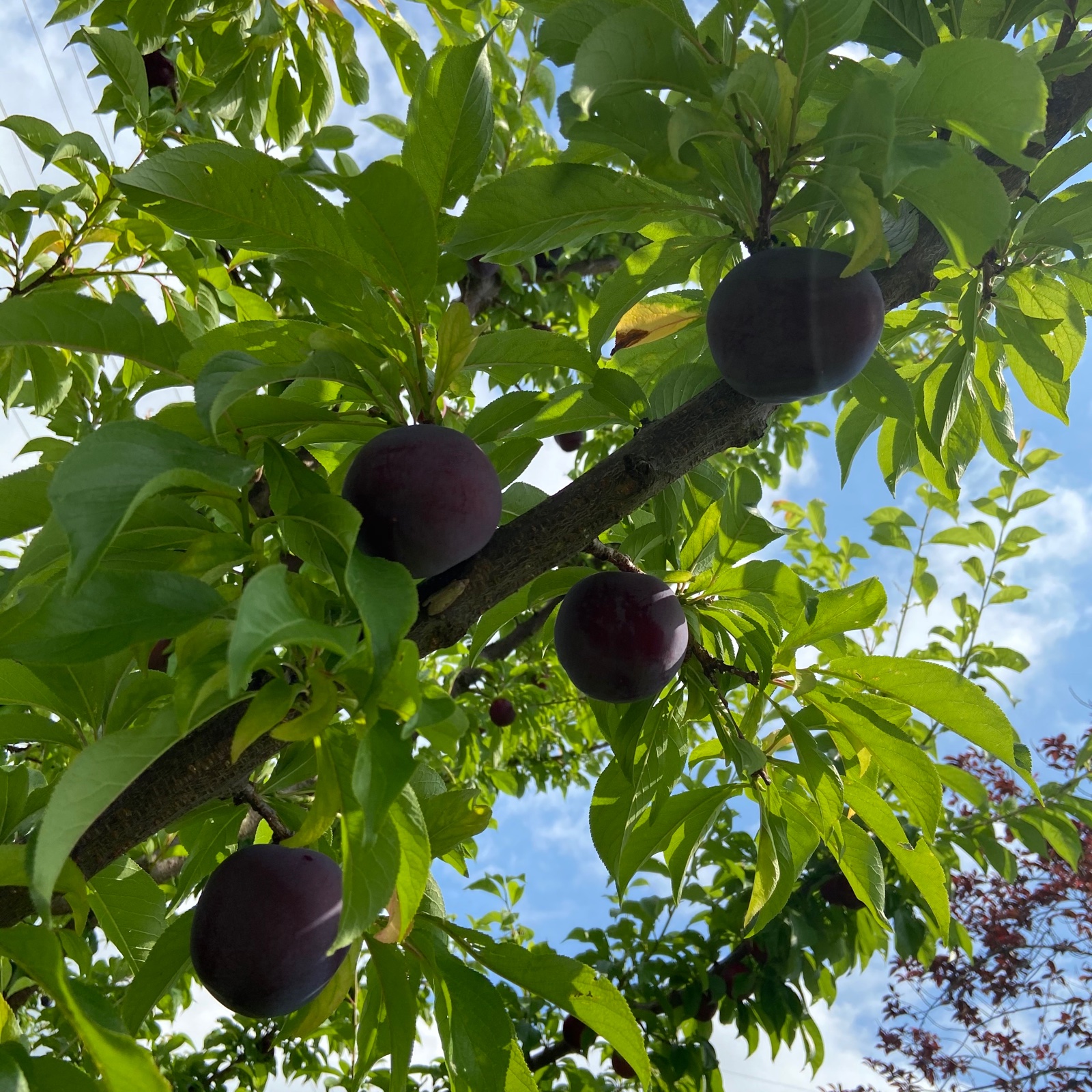 低農薬・化学肥料不使用のすもも『レッドビュート』9〜11個(約1kg