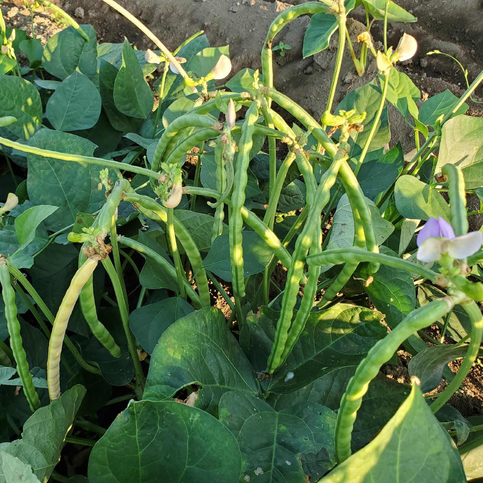 新豆だるまささげ500g 無農薬 無肥料 ｜ 野菜/豆類 産直アウル 農家 