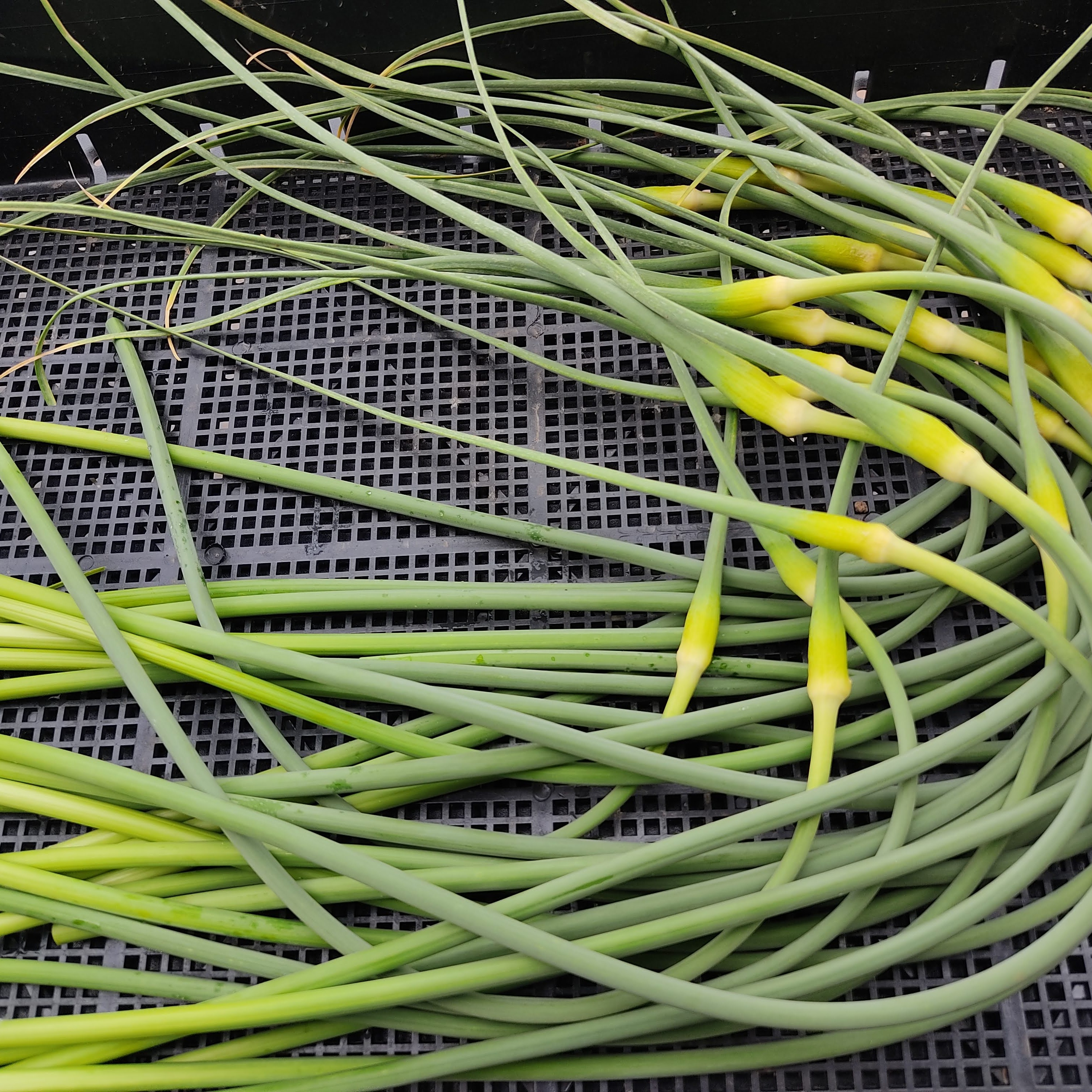 希少！国産ニンニクの芽 約400g！採れたて直送｜やわらかく甘い春の 
