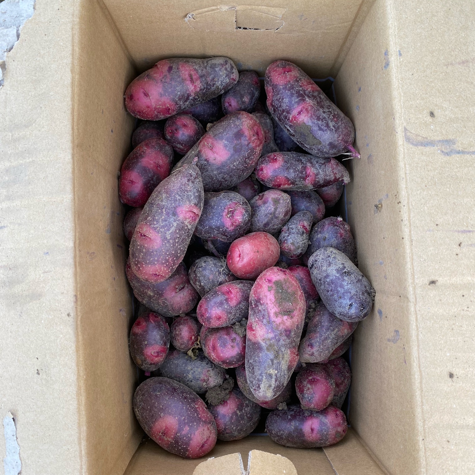 デストロイヤー10kg ｜ 野菜/じゃがいも 産直アウル 農家・漁師など