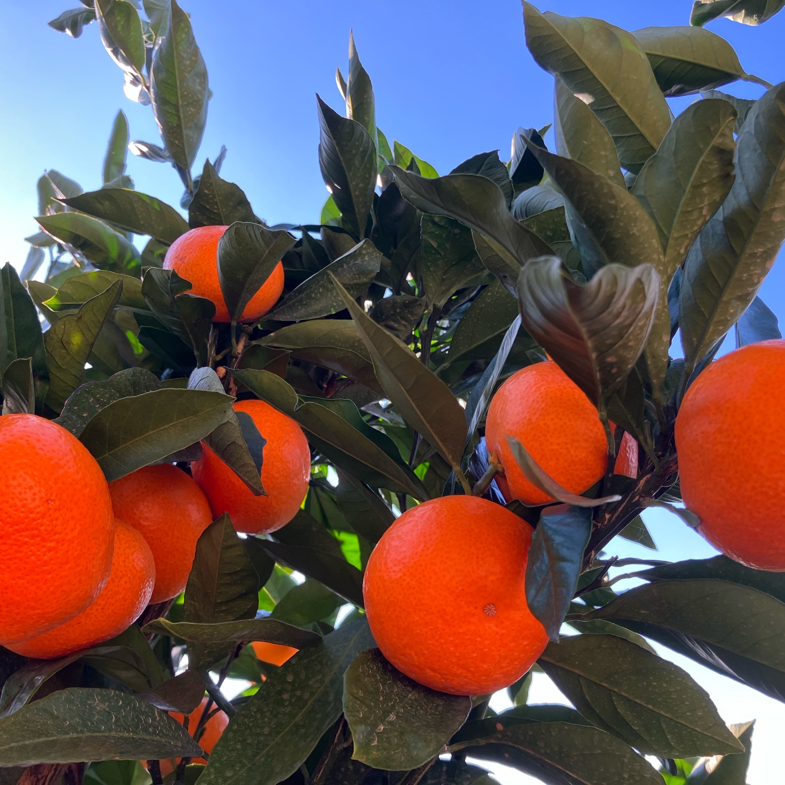 訳あり早生みかん 10kg(S果～2L果) | 果物/温州みかん 産直アウル 農家