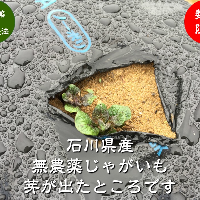 無農薬 じゃがいも［キタアカリ］EM自然農法 2kg ｜ 野菜/じゃがいも