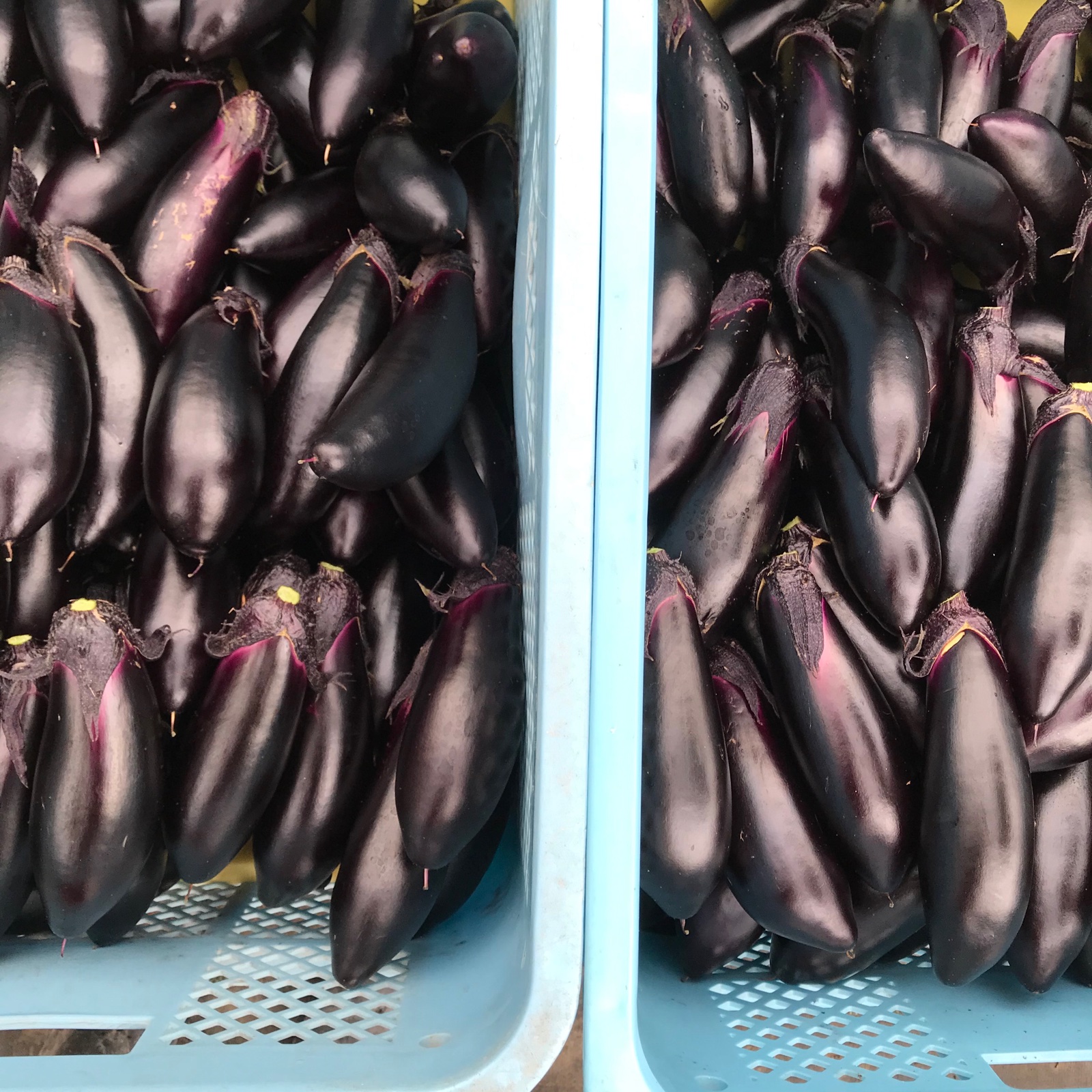 訳あり お多福野菜千両茄子 | 野菜/茄子 産直アウル 農家から直接野菜