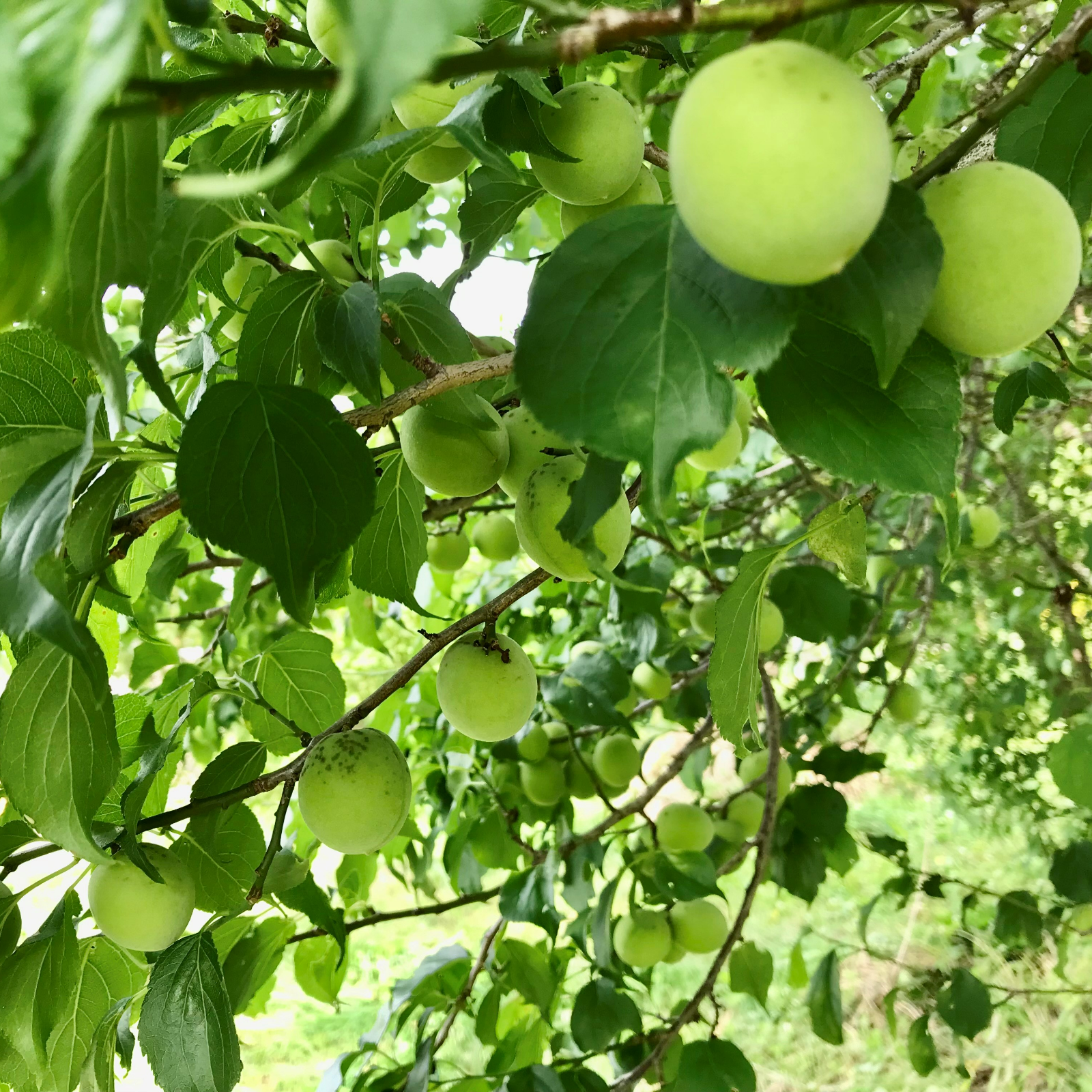 直営ストア 赤紫しそ 農薬 化学肥料 除草剤不使用 250g