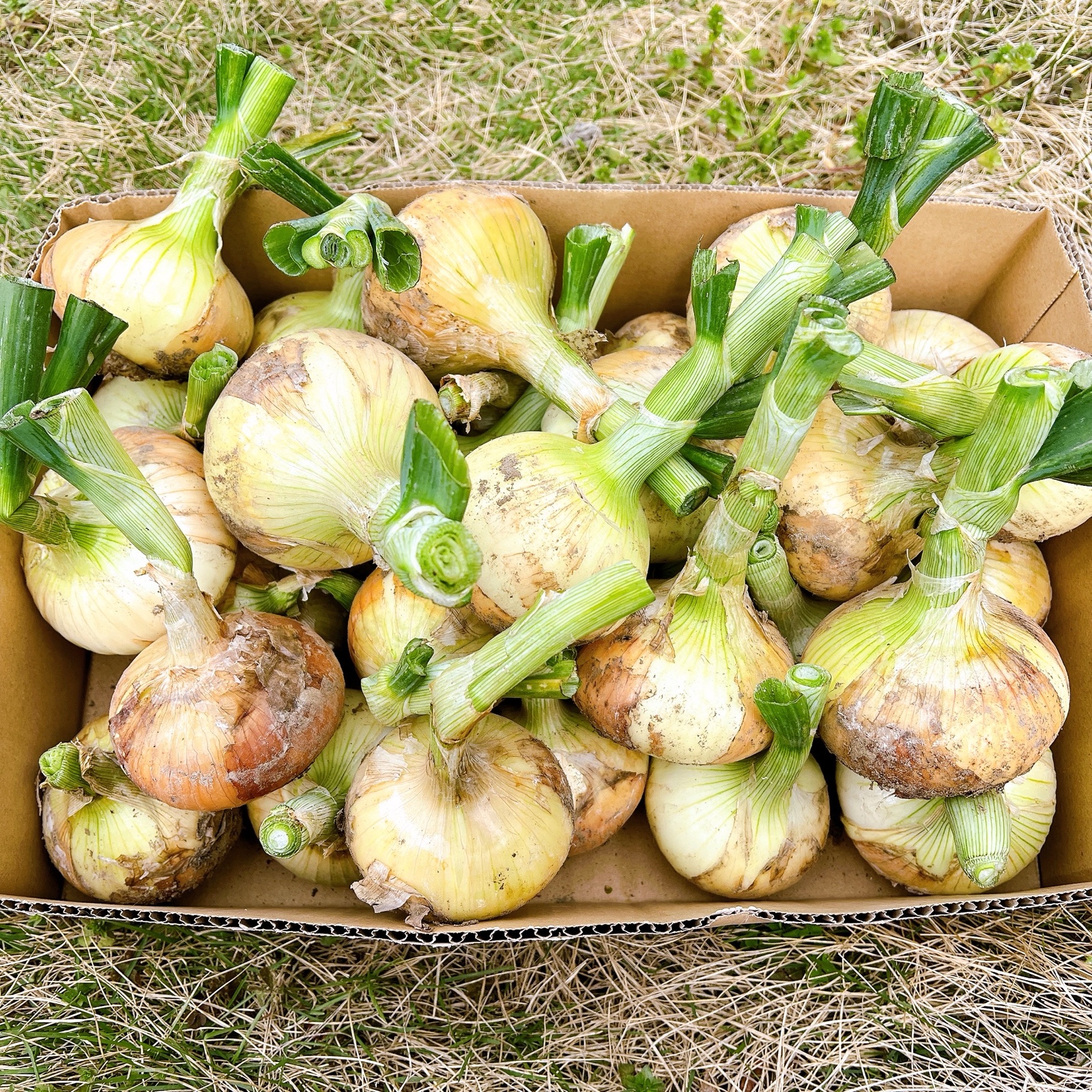 期間限定】新玉ねぎ 4キロ ｜ 野菜/玉ねぎ 産直アウル 農家・漁師など