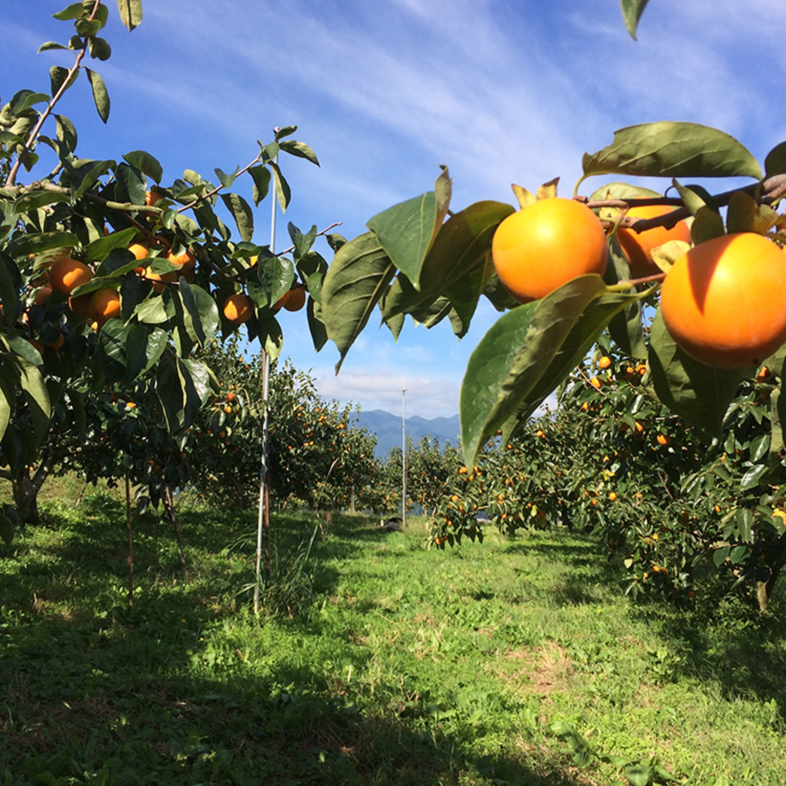 12月お届け》南信州産ブランド干し柿「市田柿」みやまし農産物認証原料