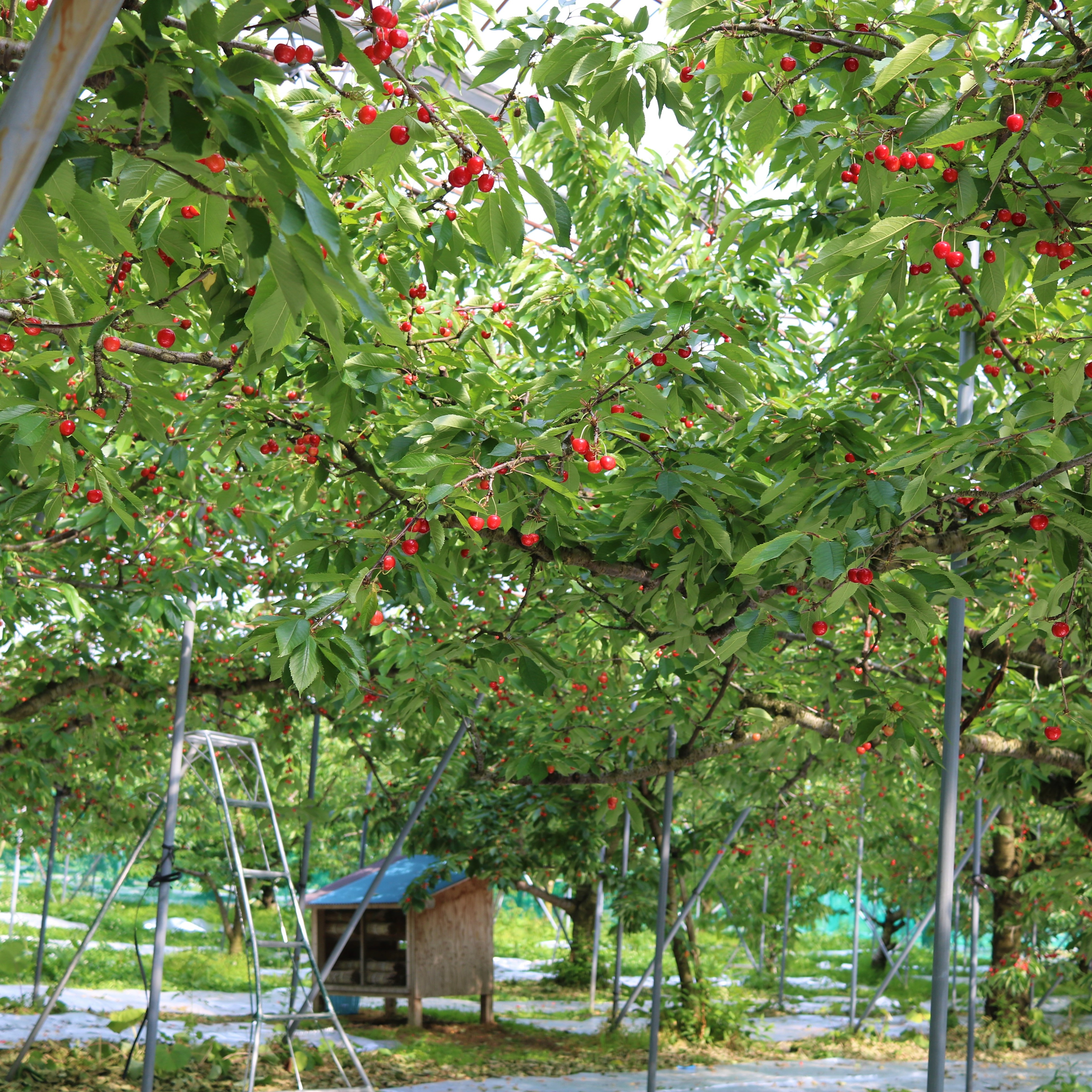 数量限定】 紅秀峰《特秀》｜朝もぎ直送 山形県東根市産 500g