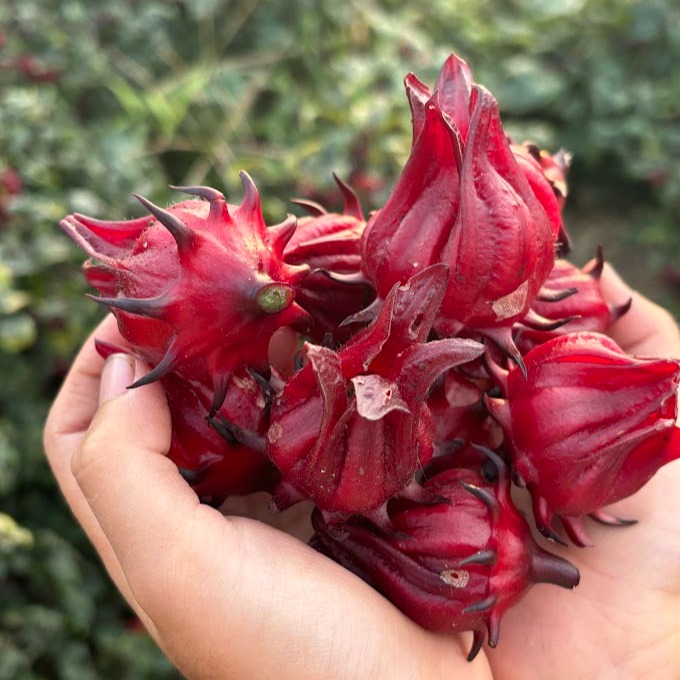 ローゼル　１キロ　生の実　無農薬