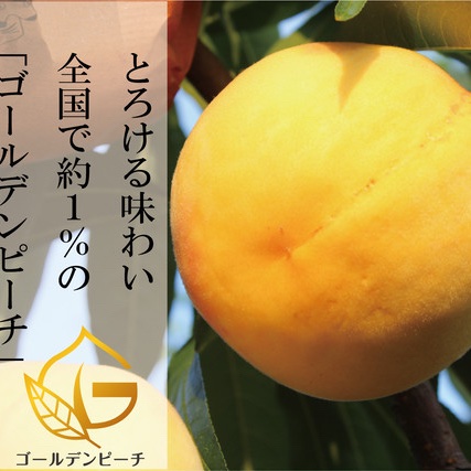8／30販売終了 ゴールデンピーチ®︎ ｜ 果物/もも 産直アウル 農家