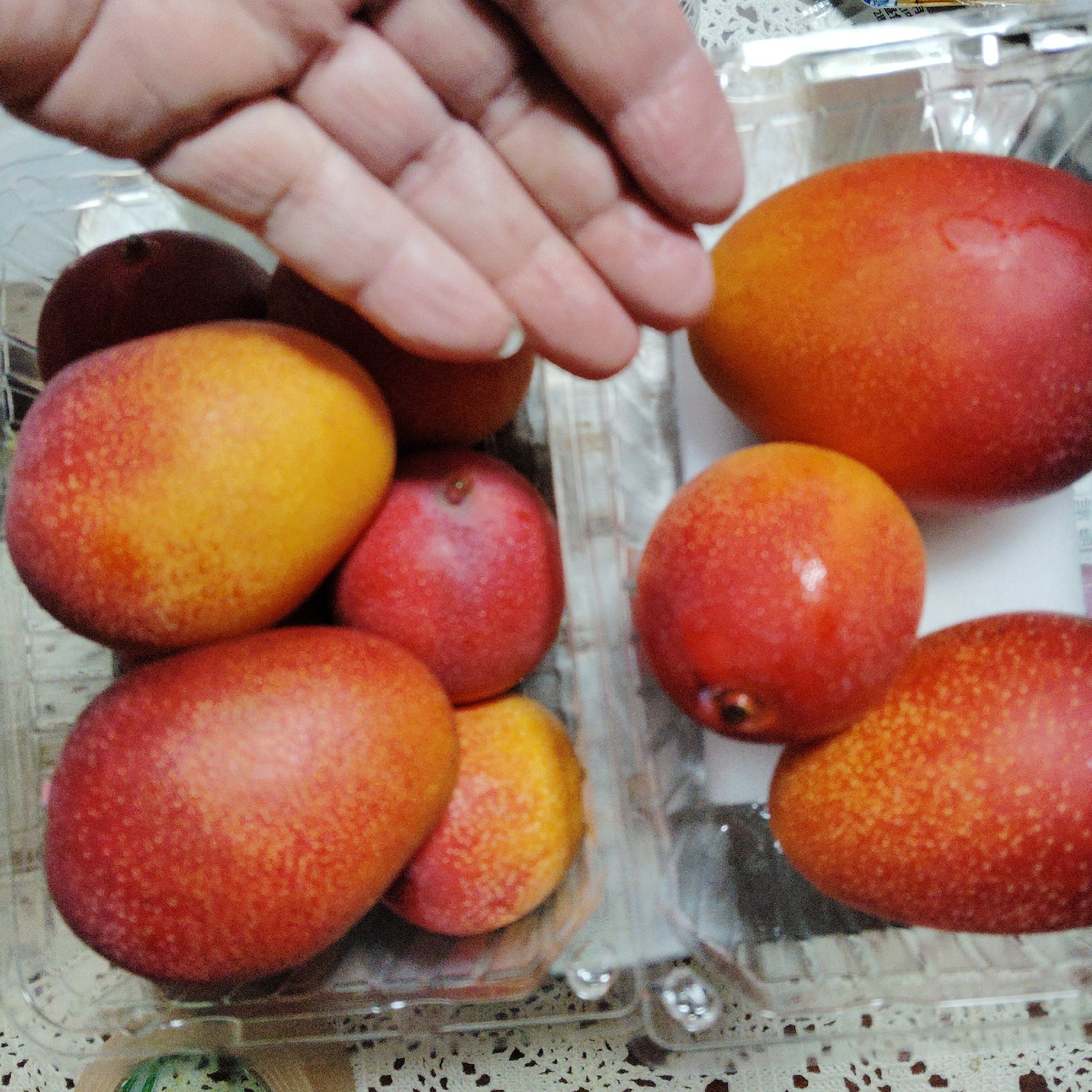 【宮崎県産】摘果マンゴー小サイズ 13kg（送料込み）4/1収穫・明日発送！ 宮崎マンゴーミニ ｜ 果物/マンゴー 産直アウル 農家・漁師など生産者