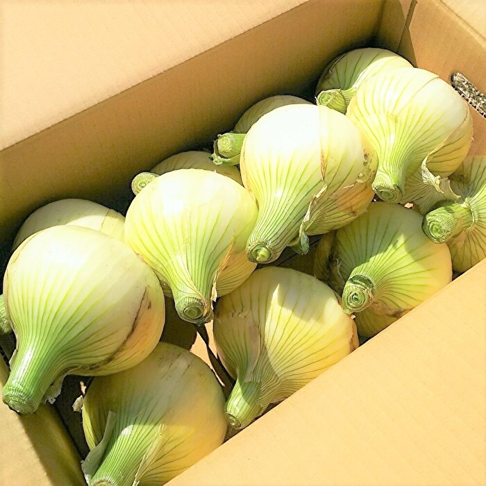 淡路島新玉ねぎ 10kg（早生・七宝） ｜ 野菜/玉ねぎ 産直アウル