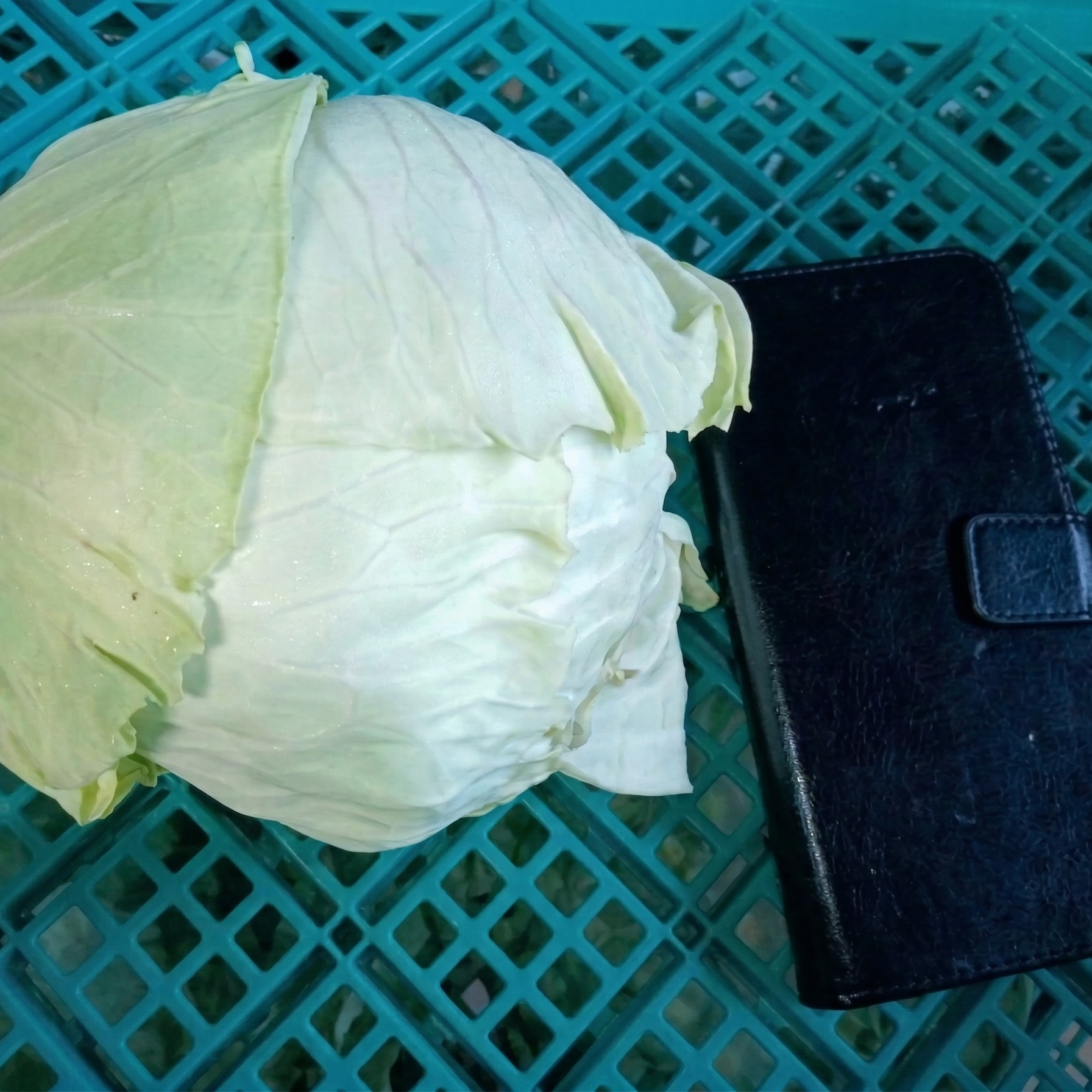 キャベツ 青森原産 30kg 野菜