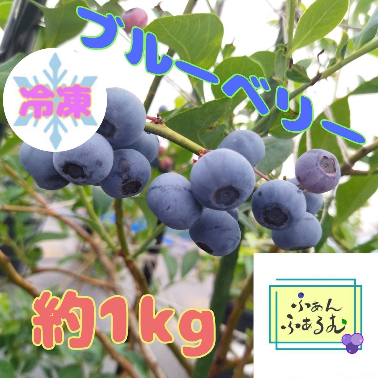 樹上完熟】冷凍ブルーベリー品種MIX 1kg ｜ 果物/ベリー類 産直アウル 