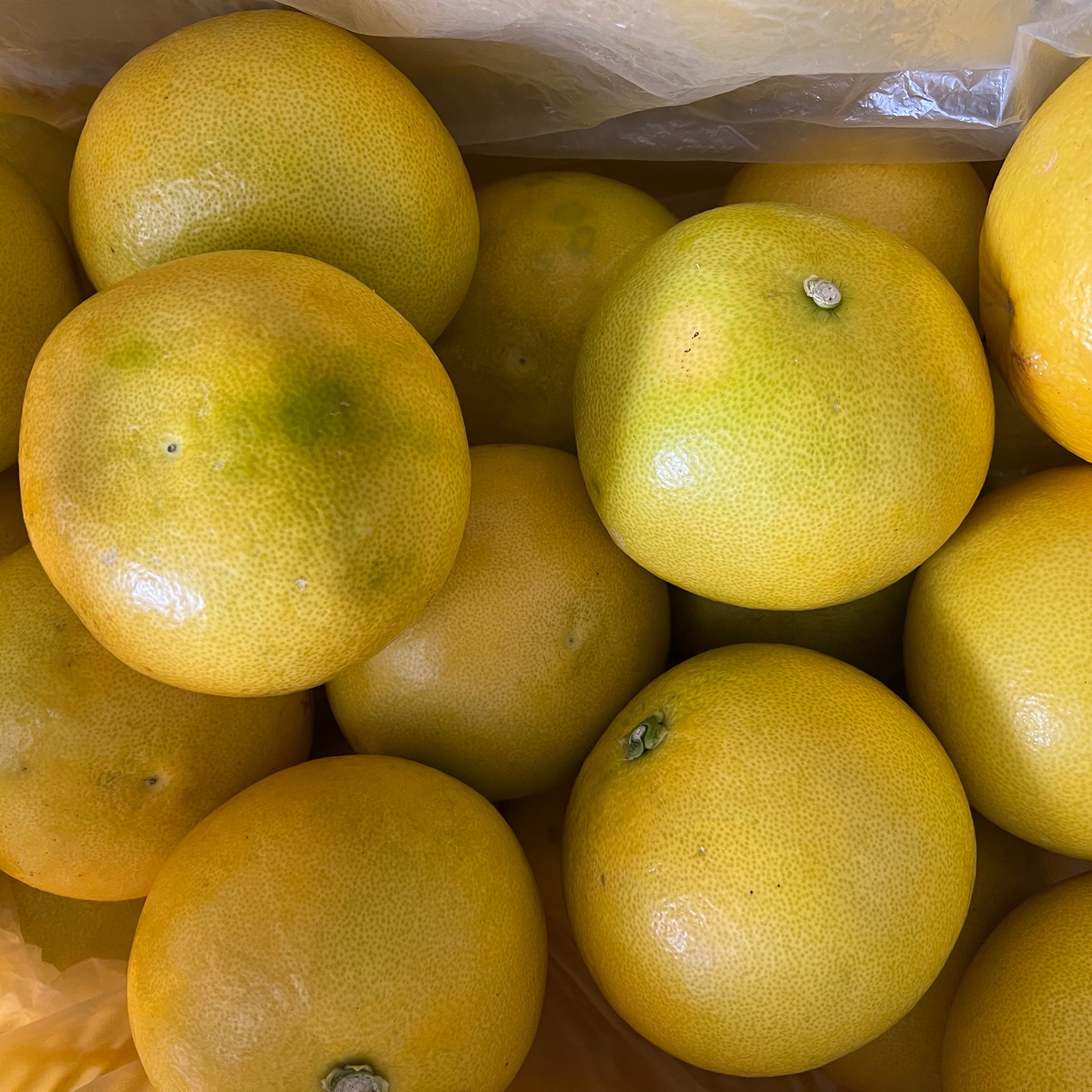 白木果樹園産 露地物 水晶文旦 約6kg | 果物/オレンジ・その他みかん