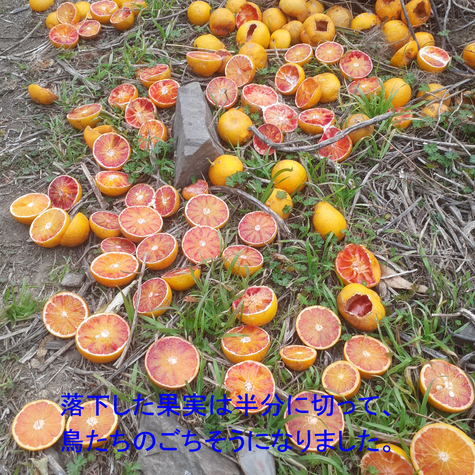 【言の葉】タロッコ6Kg×１ヶ所　4Kg×２か所 　３か所お届け フーワ農園の無農薬タロッコ（ブラッドオレンジ）S-L Mix ｜ 果物