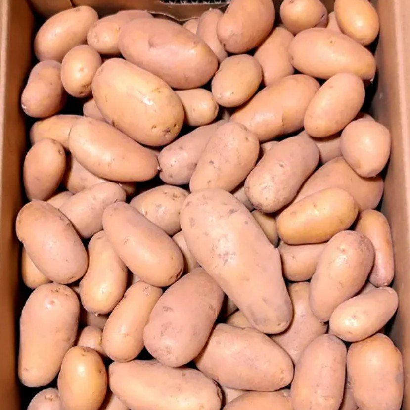 熊本産】新じゃがいも 4.5kg超 ｜ 野菜/じゃがいも 産直アウル 農家