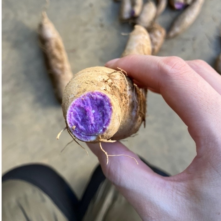 標高1000mで育ったムラサキ芋🍠 ひげ根土付き | 野菜/さつまいも 産直